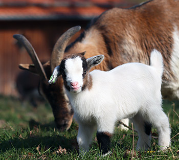 How Goats Became the Mascots for Protective Mothers